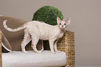 stehende Devon Rex