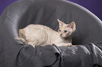 liegende Devon Rex