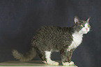 Devon Rex