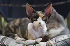 liegende Devon Rex