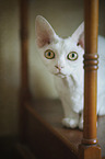 liegende Devon Rex