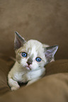 Devon Rex Ktzchen