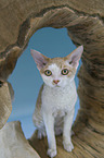 sitzende Devon Rex