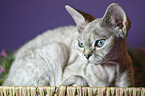 liegende Devon Rex