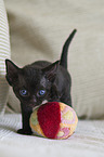 Devon Rex Ktzchen