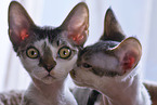 2 Devon Rex