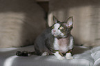 liegende Devon Rex