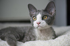 liegende Devon Rex