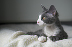 liegende Devon Rex