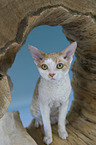 Devon Rex