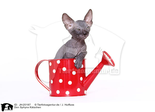 Don Sphynx Ktzchen / JH-20187