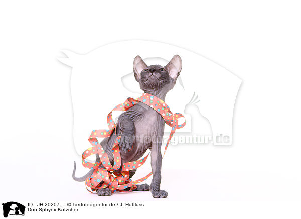 Don Sphynx K�tzchen / Don Sphynx kitten / JH-20207