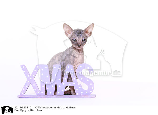 Don Sphynx Ktzchen / Don Sphynx kitten / JH-20215