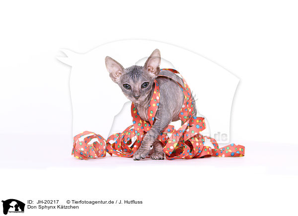 Don Sphynx Ktzchen / Don Sphynx kitten / JH-20217