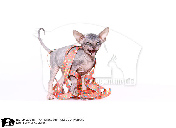 Don Sphynx Ktzchen / JH-20218