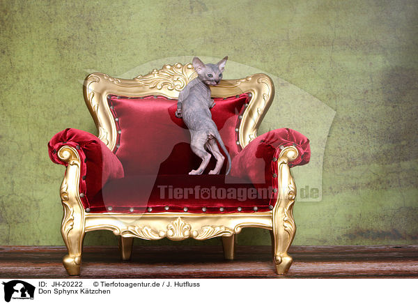 Don Sphynx K�tzchen / Don Sphynx kitten / JH-20222