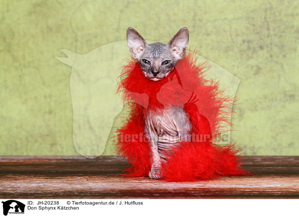 Don Sphynx Ktzchen / Don Sphynx kitten / JH-20238