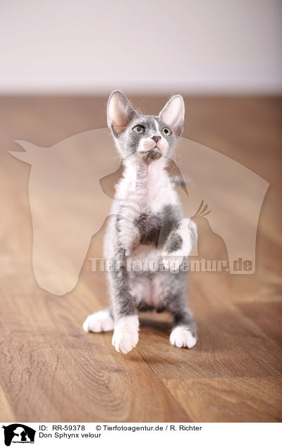 Don Sphynx velour / Don Sphynx velour / RR-59378
