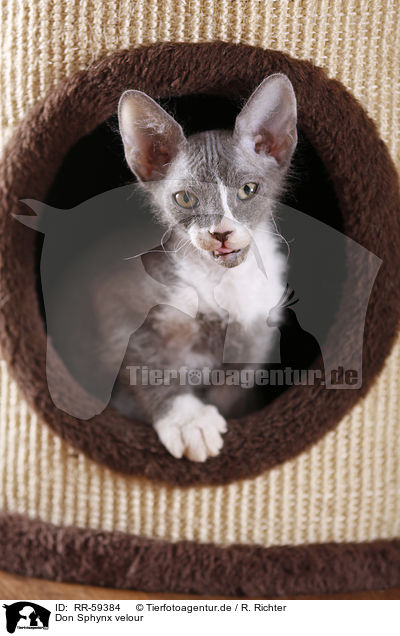 Don Sphynx velour / Don Sphynx velour / RR-59384