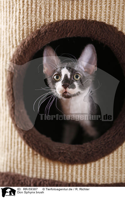 Don Sphynx brush / Don Sphynx brush / RR-59387