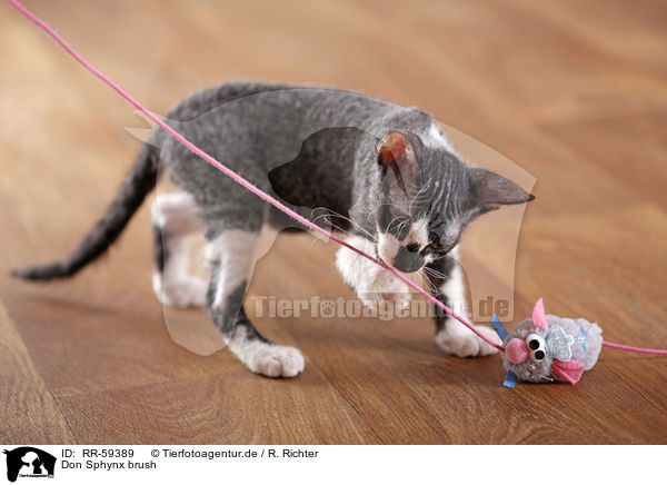 Don Sphynx brush / RR-59389