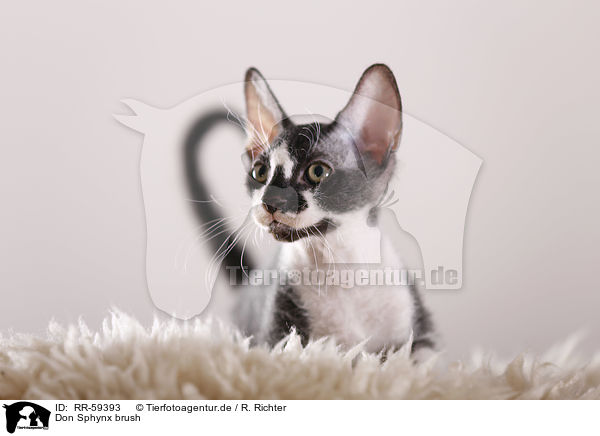 Don Sphynx brush / Don Sphynx brush / RR-59393