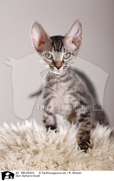 Don Sphynx brush / Don Sphynx brush / RR-59403