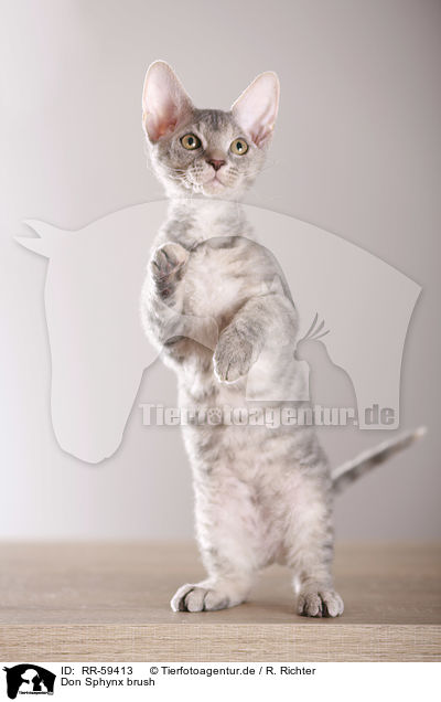 Don Sphynx brush / Don Sphynx brush / RR-59413