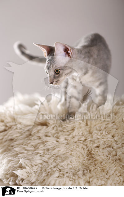 Don Sphynx brush / Don Sphynx brush / RR-59422