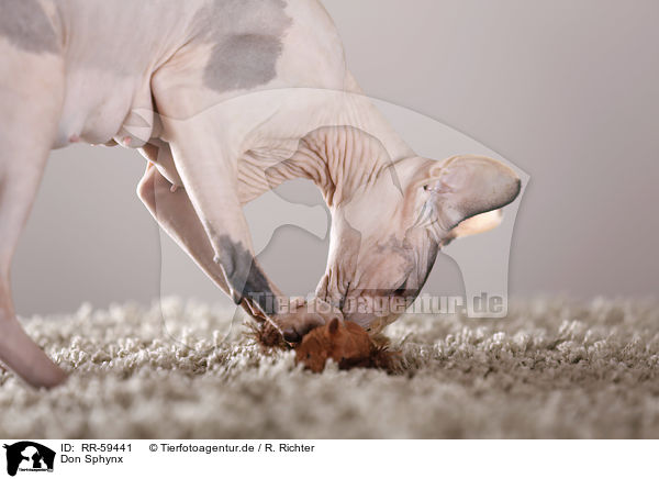 Don Sphynx / Don Sphynx / RR-59441