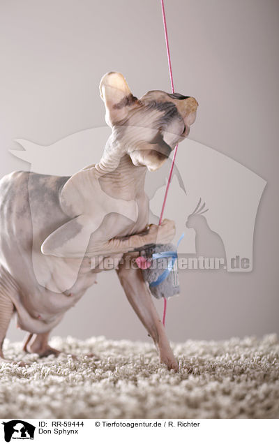 Don Sphynx / Don Sphynx / RR-59444