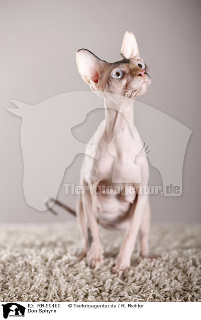 Don Sphynx / Don Sphynx / RR-59460