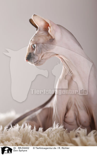 Don Sphynx / Don Sphynx / RR-59462