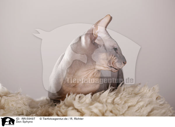 Don Sphynx / Don Sphynx / RR-59497