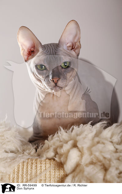 Don Sphynx / RR-59499