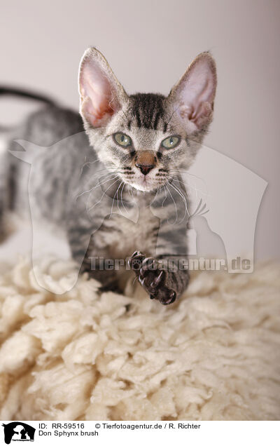 Don Sphynx brush / Don Sphynx brush / RR-59516