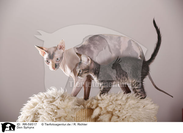 Don Sphynx / Don Sphynx / RR-59517