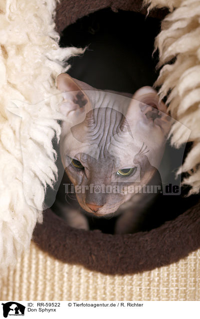 Don Sphynx / Don Sphynx / RR-59522