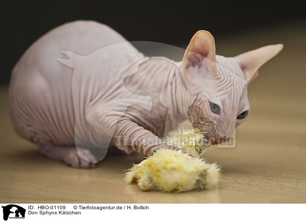 Don Sphynx Ktzchen / HBO-01109