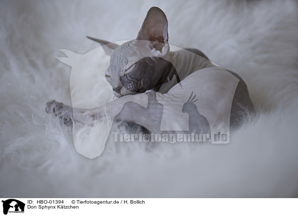 Don Sphynx Ktzchen / Don Sphynx kitten / HBO-01394