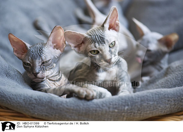 Don Sphynx Ktzchen / Don Sphynx kitten / HBO-01399