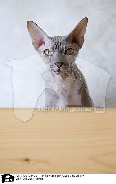 Don Sphynx Portrait / Don Sphynx Portrait / HBO-01403