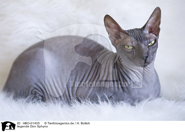 liegende Don Sphynx / lying Don Sphynx / HBO-01405