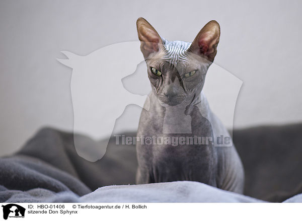 sitzende Don Sphynx / HBO-01406