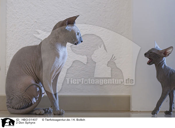 2 Don Sphynx / HBO-01407