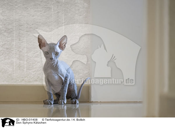 Don Sphynx K�tzchen / HBO-01408