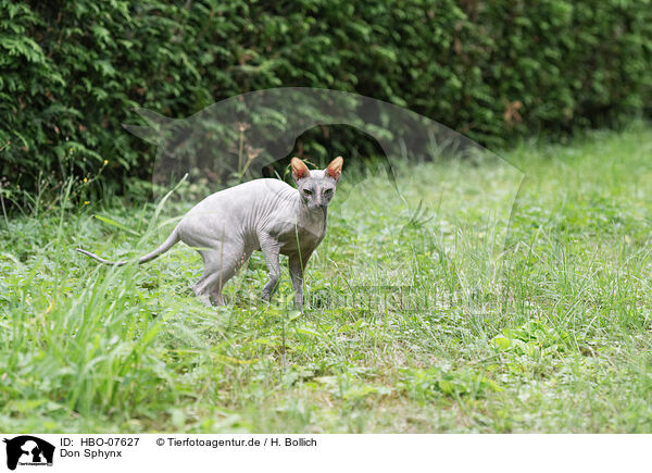 Don Sphynx / Don Sphynx / HBO-07627