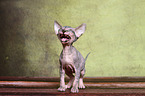 Don Sphynx Ktzchen