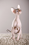 Don Sphynx