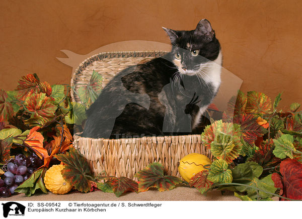 Europisch Kurzhaar in Krbchen / European Shorthair in basket / SS-09542